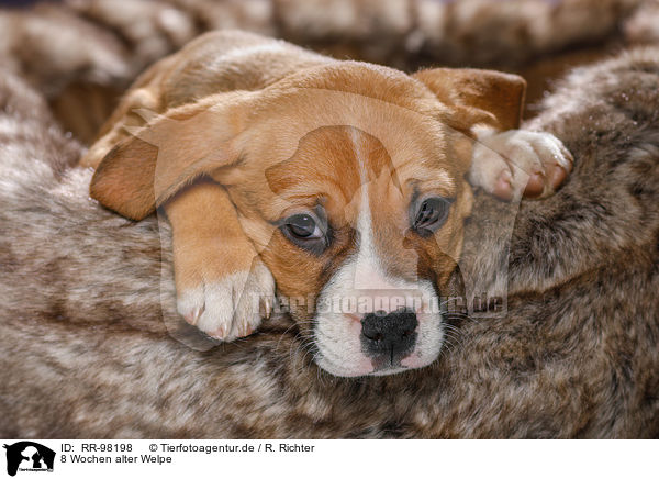 8 Wochen alter Welpe / 8 weeks old puppy / RR-98198