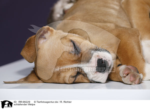 schlafender Welpe / sleeping puppy / RR-98229