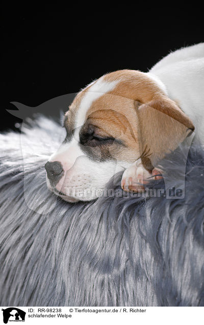 schlafender Welpe / sleeping puppy / RR-98238