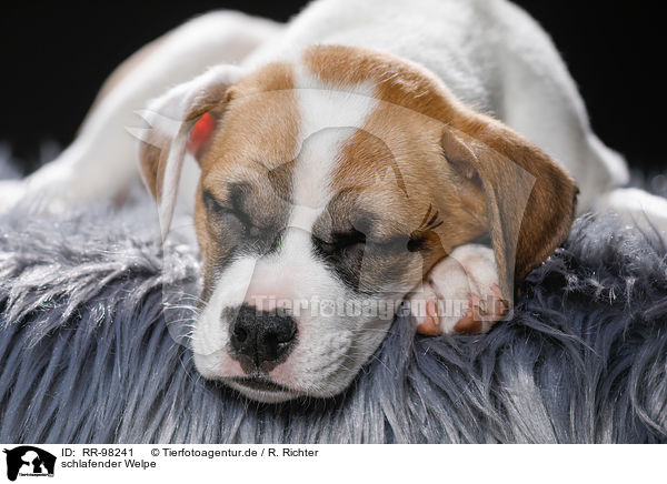 schlafender Welpe / sleeping puppy / RR-98241