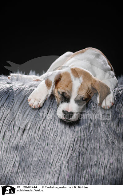 schlafender Welpe / sleeping puppy / RR-98244