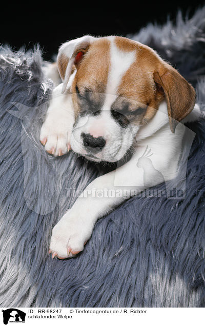 schlafender Welpe / sleeping puppy / RR-98247