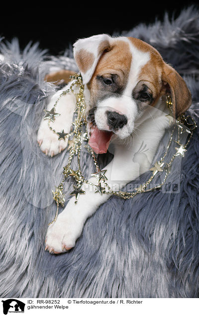 ghnender Welpe / yawning puppy / RR-98252