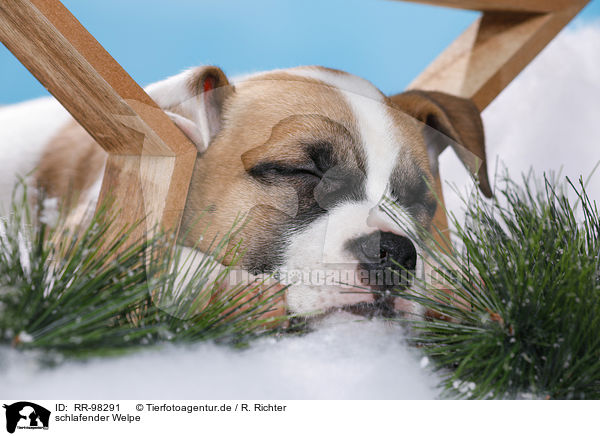 schlafender Welpe / sleeping puppy / RR-98291