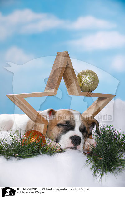 schlafender Welpe / sleeping puppy / RR-98293