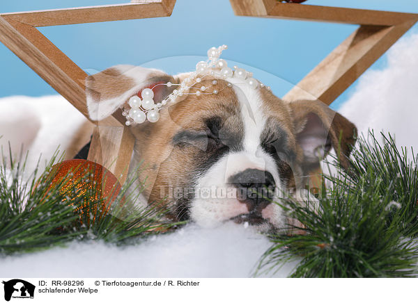 schlafender Welpe / sleeping puppy / RR-98296