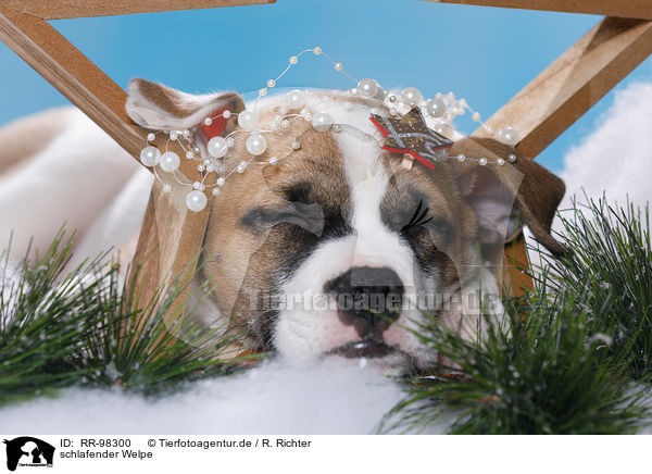 schlafender Welpe / sleeping puppy / RR-98300
