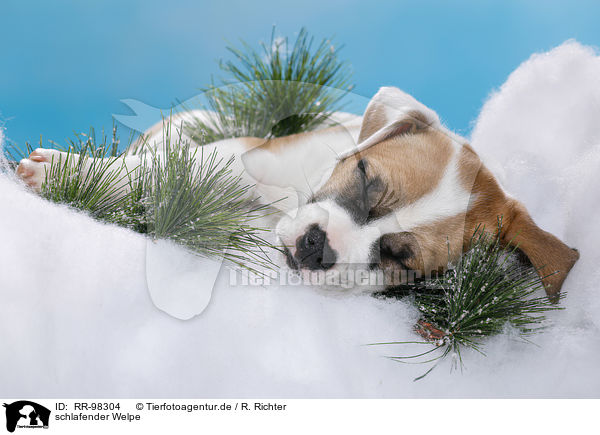 schlafender Welpe / sleeping puppy / RR-98304