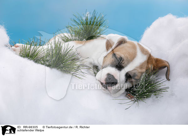 schlafender Welpe / sleeping puppy / RR-98305