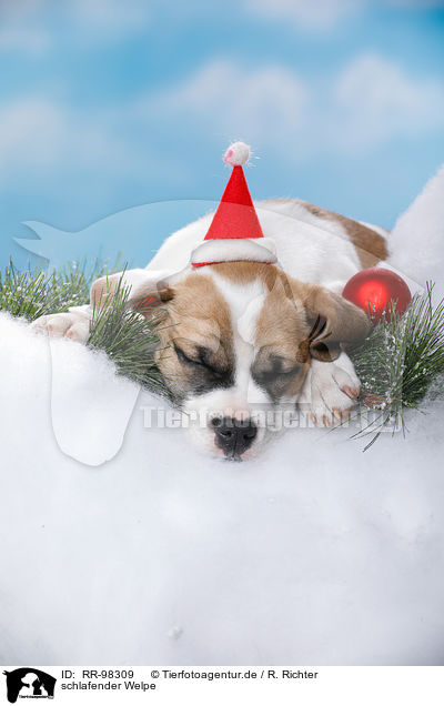 schlafender Welpe / sleeping puppy / RR-98309