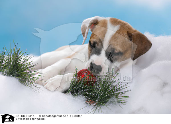 8 Wochen alter Welpe / 8 weeks old puppy / RR-98315