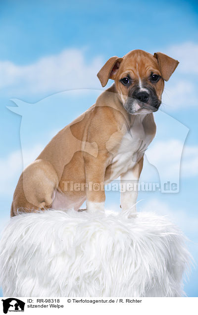 sitzender Welpe / sitting puppy / RR-98318