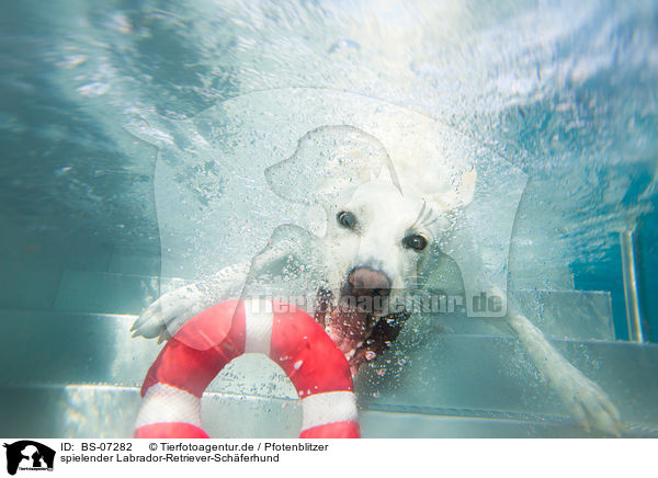 spielender Labrador-Retriever-Schferhund / BS-07282