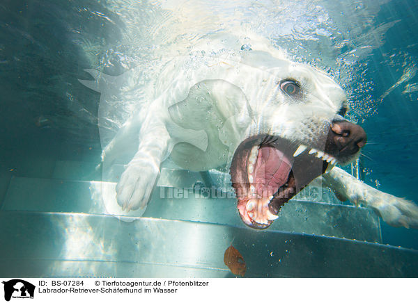 Labrador-Retriever-Schferhund im Wasser / Labrador-Retriever-Shepherd in the water / BS-07284