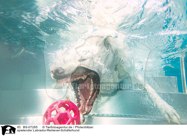 spielender Labrador-Retriever-Schferhund / BS-07285