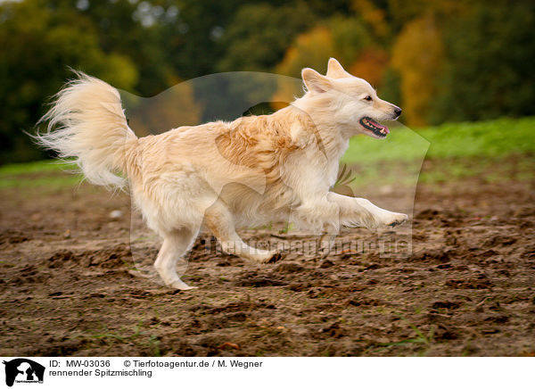 rennender Spitzmischling / running Spitz Mongrel / MW-03036