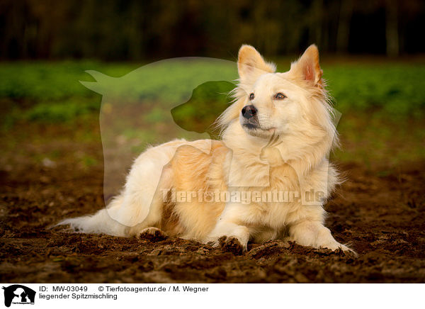 liegender Spitzmischling / lying Spitz Mongrel / MW-03049