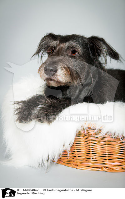 liegender Mischling / lying mongrel / MW-04847
