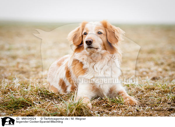 liegender Cocker-Spaniel-Mischling / lying Cocker-Spaniel-Mongrel / MW-04924