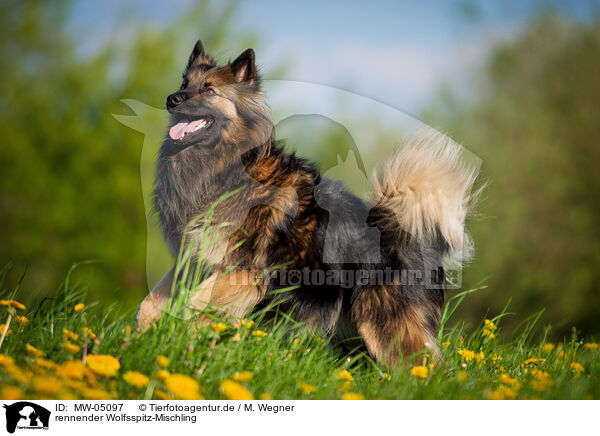 rennender Wolfsspitz-Mischling / MW-05097