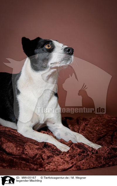 liegender Mischling / lying mongrel / MW-05167