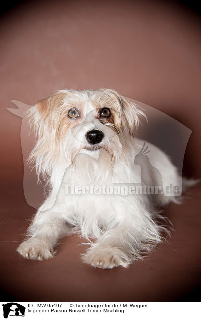 liegender Parson-Russell-Terrier-Mischling / lying Parson-Russell-Terrier-Mongrel / MW-05497
