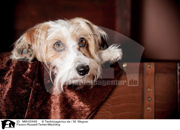 Parson-Russell-Terrier-Mischling / Parson-Russell-Terrier-Mongrel / MW-05499