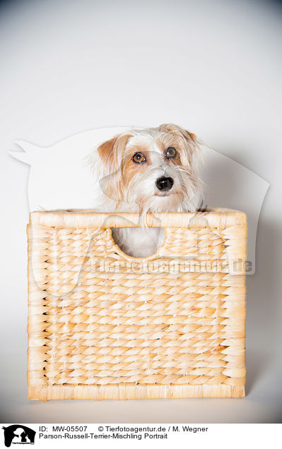 Parson-Russell-Terrier-Mischling Portrait / Parson-Russell-Terrier-Mongrel Portrait / MW-05507