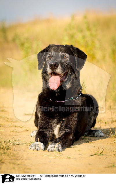 liegender Mischling / lying mongrel / MW-05764
