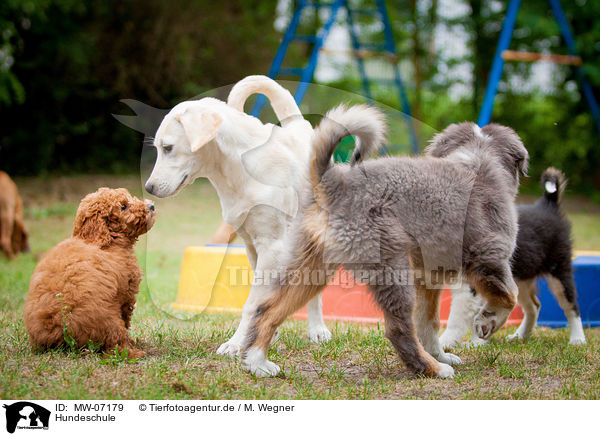 Hundeschule / MW-07179