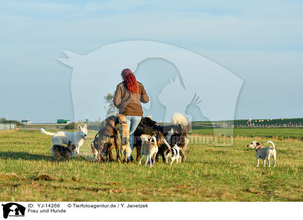 Frau und Hunde / woman and dogs / YJ-14266