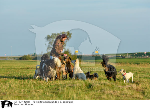 Frau und Hunde / YJ-14268