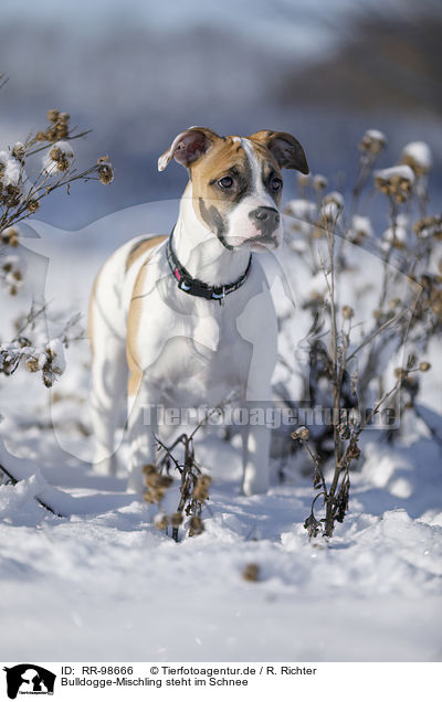 Bulldogge-Mischling steht im Schnee / young dog stands in the snow / RR-98666