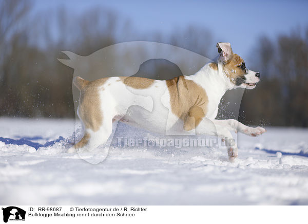 Bulldogge-Mischling rennt durch den Schnee / young dog runs through the snow / RR-98687