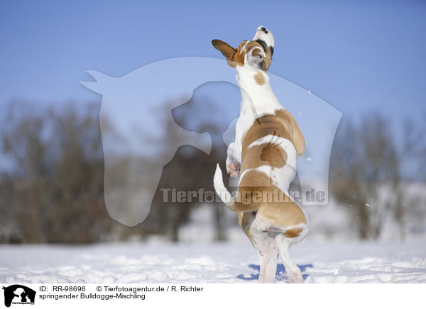 springender Bulldogge-Mischling / jumping Bulldog-Mongrel / RR-98696