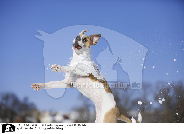 springender Bulldogge-Mischling / jumping Bulldog-Mongrel / RR-98706