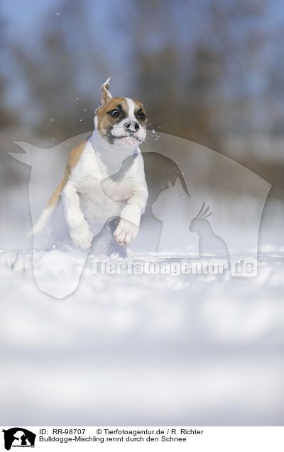 Bulldogge-Mischling rennt durch den Schnee / young dog runs through the snow / RR-98707