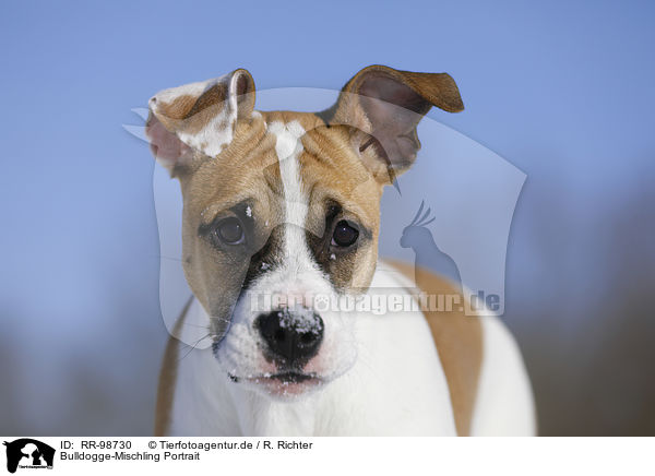 Bulldogge-Mischling Portrait / Bulldog-Mongrel Portrait / RR-98730