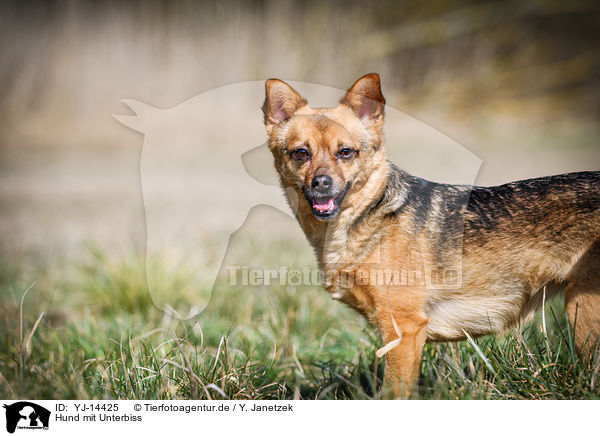 Hund mit Unterbiss / Dog with underbite / YJ-14425