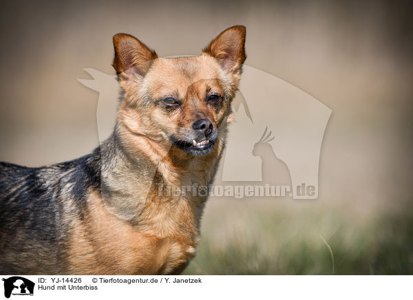 Hund mit Unterbiss / Dog with underbite / YJ-14426