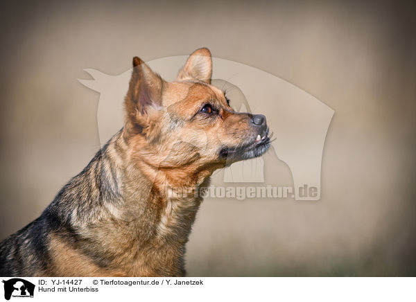 Hund mit Unterbiss / Dog with underbite / YJ-14427