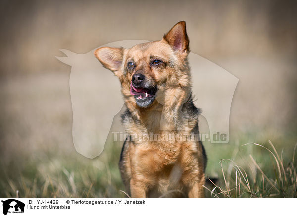 Hund mit Unterbiss / Dog with underbite / YJ-14429