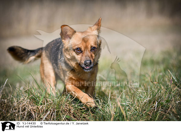 Hund mit Unterbiss / Dog with underbite / YJ-14430