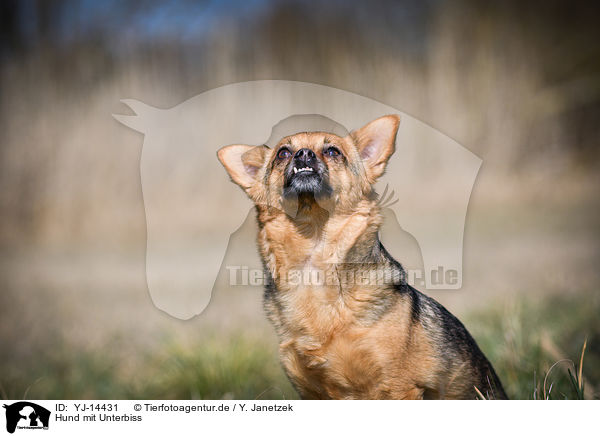 Hund mit Unterbiss / Dog with underbite / YJ-14431