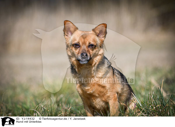 Hund mit Unterbiss / Dog with underbite / YJ-14432