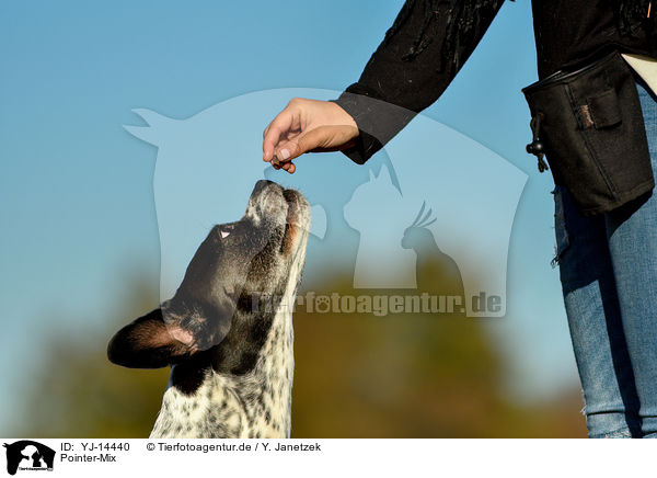 Pointer-Mix / Mongrel / YJ-14440