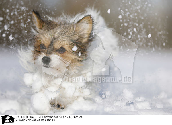 Biewer-Chihuahua im Schnee / RR-99157