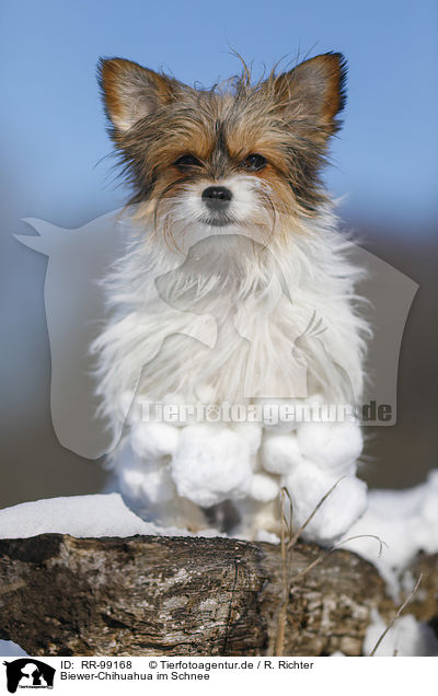 Biewer-Chihuahua im Schnee / Biewer-Chihuahua in the snow / RR-99168