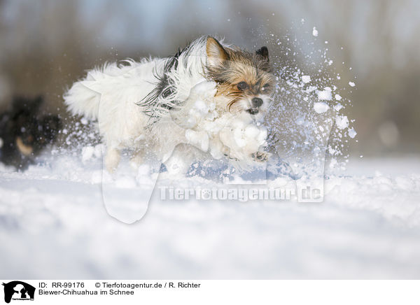 Biewer-Chihuahua im Schnee / Biewer-Chihuahua in the snow / RR-99176