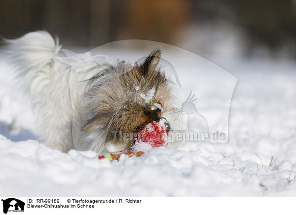 Biewer-Chihuahua im Schnee / Biewer-Chihuahua in the snow / RR-99189